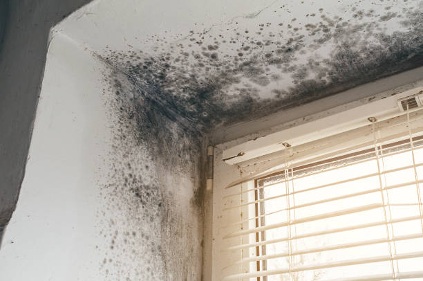 Affordable Mold Removal solutions in Kingston, IL